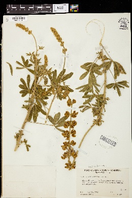 Lupinus mollisifolius image