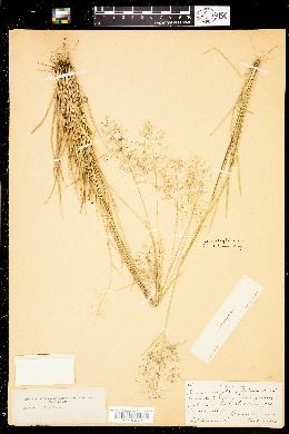 Image of Panicum glabrifolium