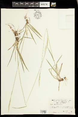 Bromus orcuttianus image
