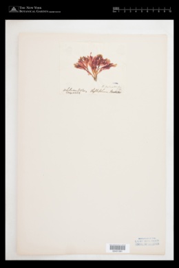 Phyllophora palmettoides image