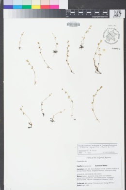 Image of Plagiobothrys acanthocarpus