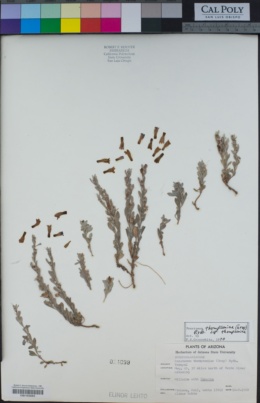 Penstemon thompsoniae subsp. thompsoniae image