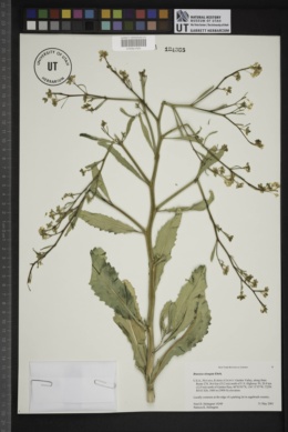 Brassica elongata image
