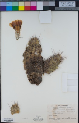 Image of Echinocereus fendleri