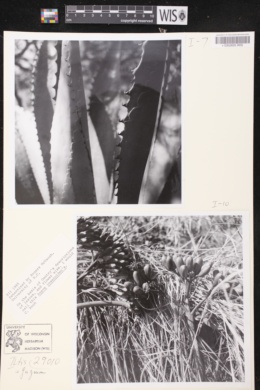 Agave inaequidens image