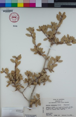 Image of Quercus turbinella