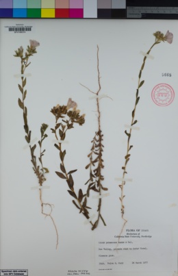 Image of Linum pubescens