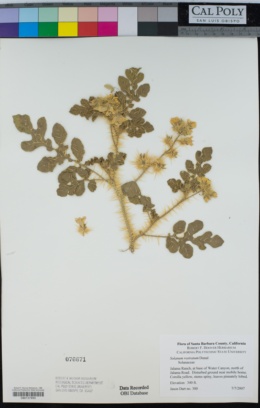 Solanum rostratum image