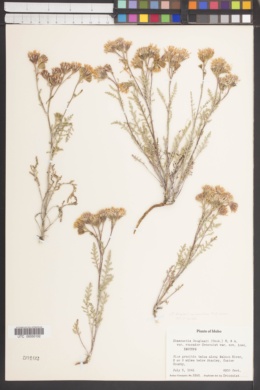 Chaenactis douglasii var. ramosior image