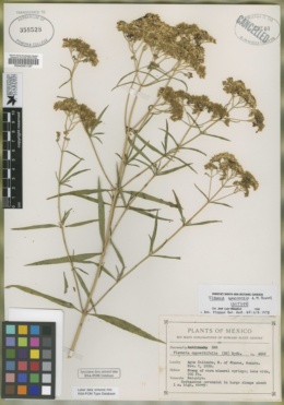 Flaveria sonorensis image