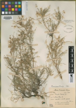 Astragalus oniciformis image