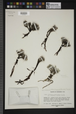 Eriogonum tumulosum image