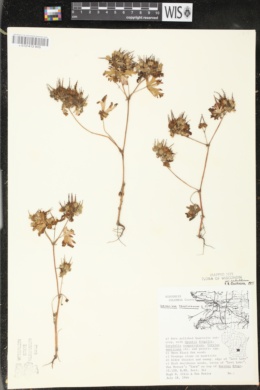 Image of Geranium carolinianum var. confertiflorum