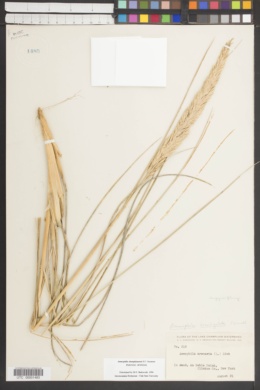 Ammophila champlainensis image
