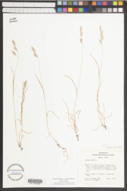 Bromus hordeaceus subsp. pseudothominei image