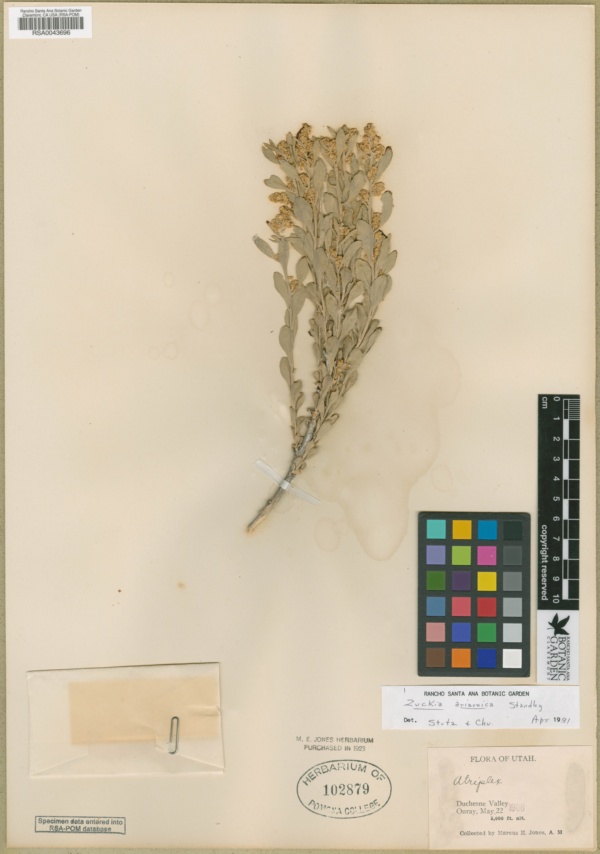 Grayia arizonica image