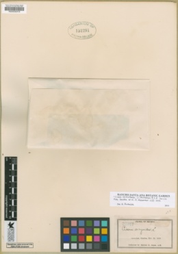 Image of Cissus verticillata