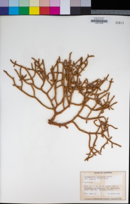 Phoradendron juniperinum image