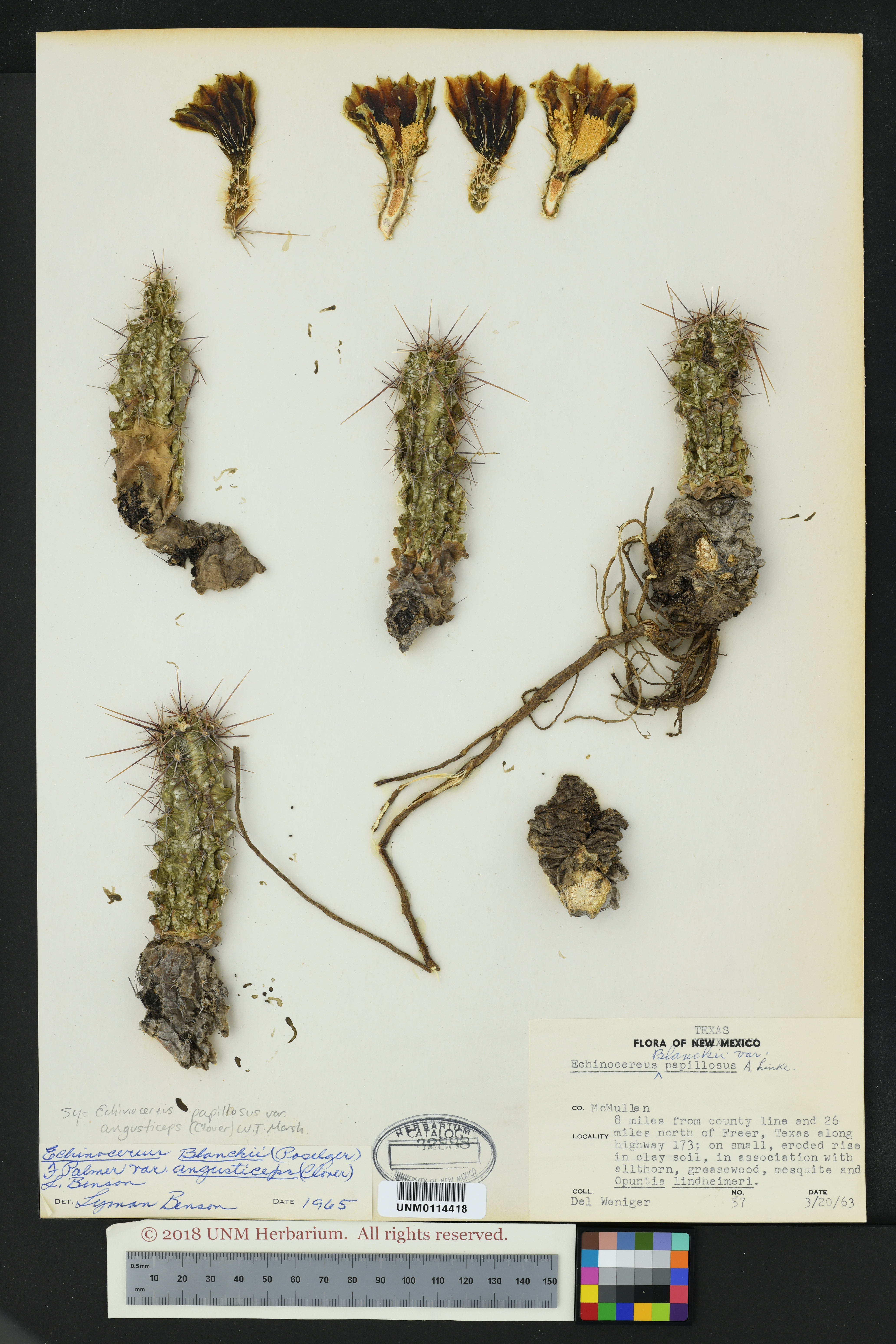 Echinocereus papillosus var. angusticeps image