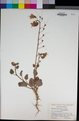 Phacelia minor × P. parryi image