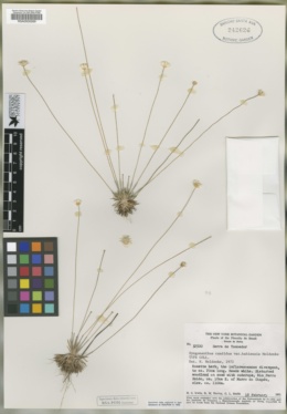 Image of Comanthera giuliettiae