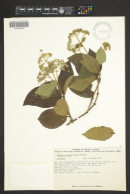Rondeletia amoena image