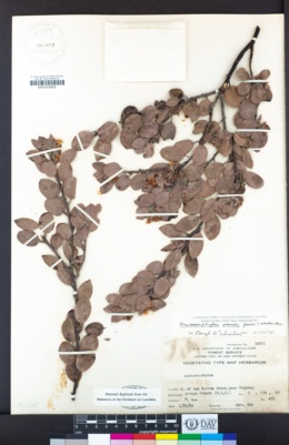 Arctostaphylos pilosula image