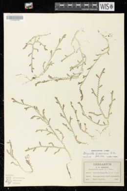 Selaginella ludoviciana image