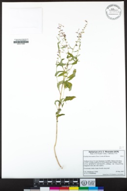Clarkia heterandra image