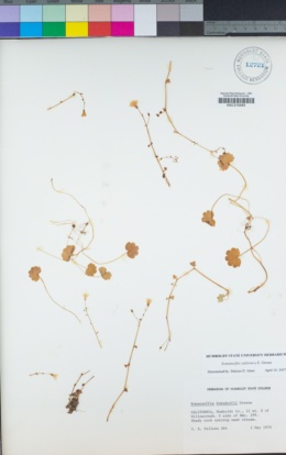 Romanzoffia californica image