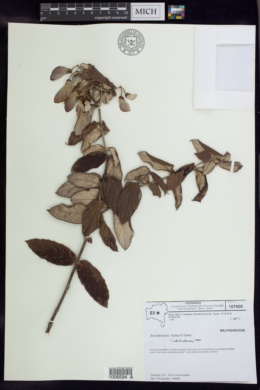 Image of Banisteriopsis harleyi