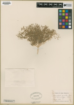 Monolepis pusilla image