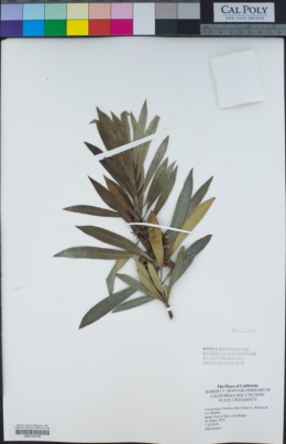 Tristaniopsis laurina image