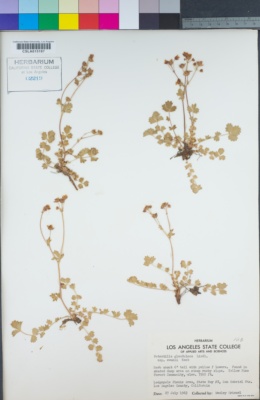 Drymocallis cuneifolia image