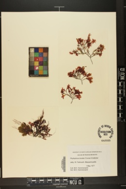 Phyllophora brodiei image