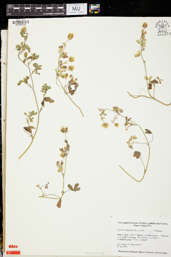 Trifolium echinatum subsp. carmelii image