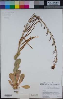 Image of Streptanthus cordatus
