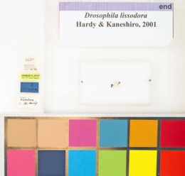 Drosophila lissodora image