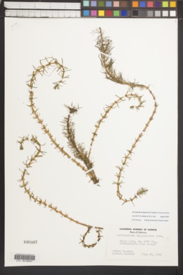 Myriophyllum hippuroides image