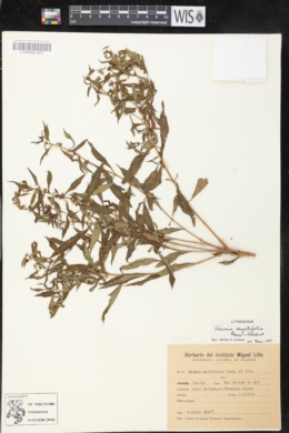 Image of Heimia myrtifolia