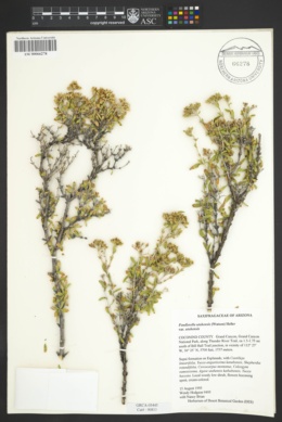 Fendlerella utahensis var. utahensis image