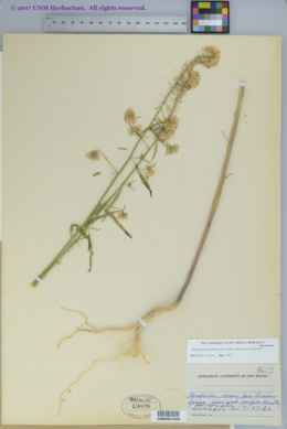 Thelypodium integrifolium subsp. integrifolium image