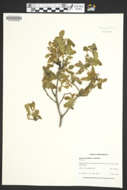 Quercus gambelii X turbinella image