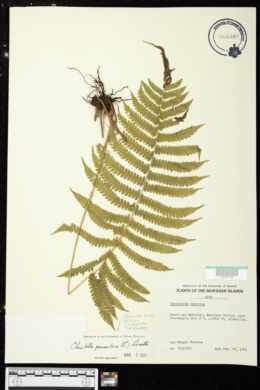 Cyclosorus parasiticus image