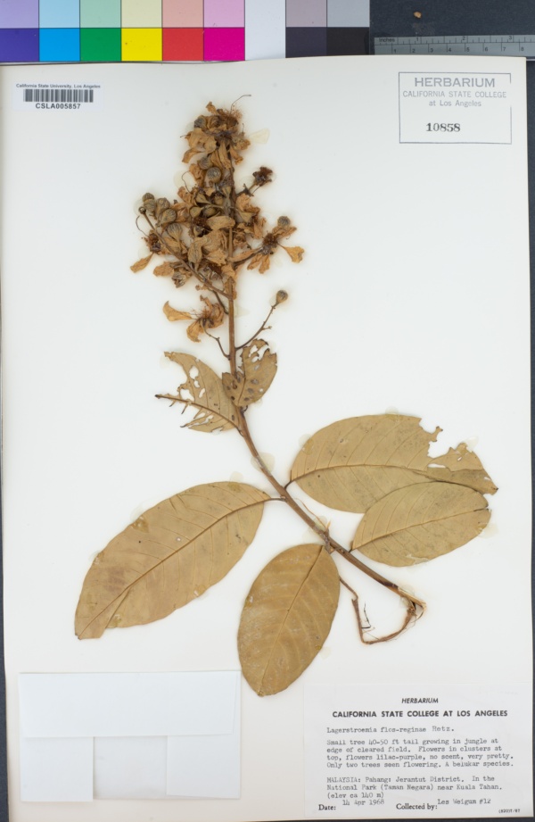 Lagerstroemia speciosa subsp. speciosa image