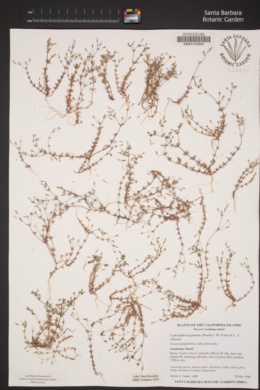 Leptosiphon pygmaeus image