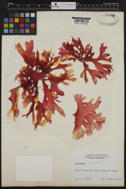 Callophyllis ornata image