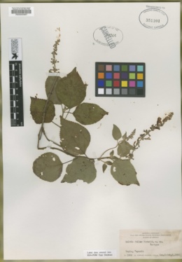 Salvia fallax image