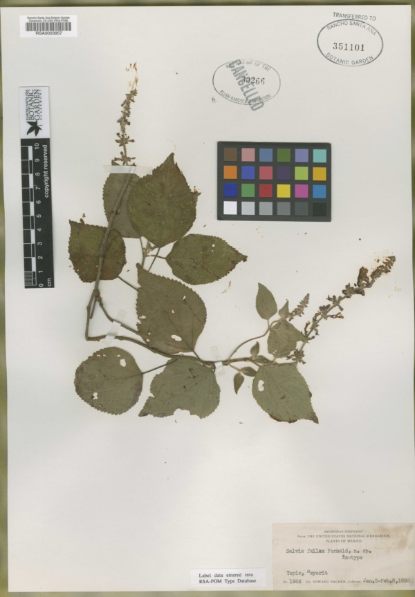 Salvia roscida image