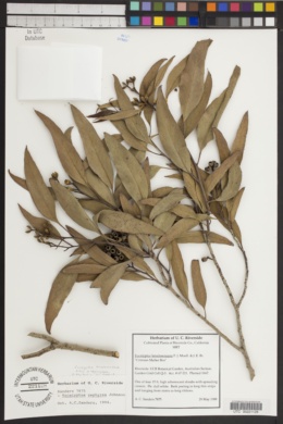 Eucalyptus lansdowneana subsp. albopurpurea image